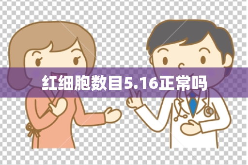 红细胞数目5.16正常吗